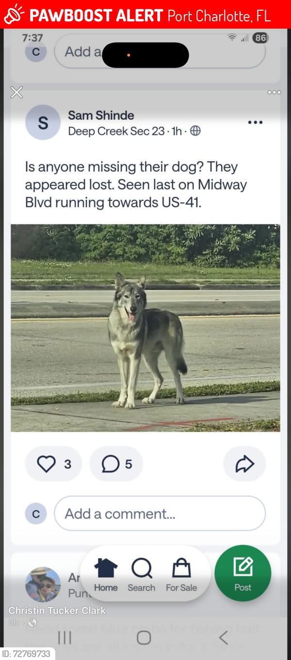 Lost Male Dog last seen Midway and 41, Port Charlotte, FL 33952