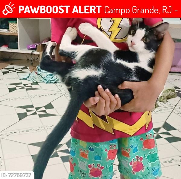 Lost Male Cat last seen Beco do zaru, Campo Grande, RJ 23055-630