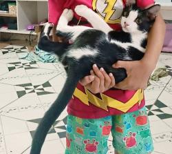 Lost Male Cat last seen Beco do zaru, Campo Grande, RJ 23055-630