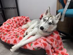 Found/Stray Male Dog last seen unknown, Baltimore, MD 21212