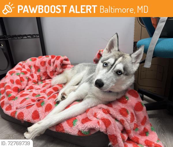 Found/Stray Male Dog last seen unknown, Baltimore, MD 21212