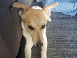 Lost Male Dog last seen happy liquor, Hawaiian Gardens, CA 90716