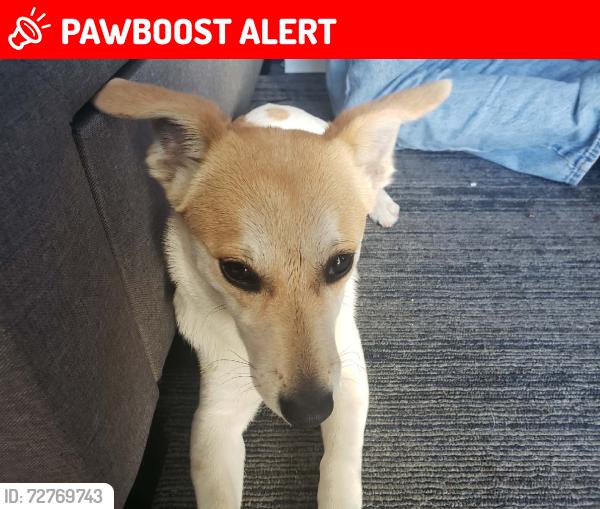 Lost Male Dog last seen happy liquor, Hawaiian Gardens, CA 90716