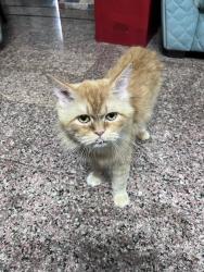 Lost Male Cat last seen Masjid e Akthar, Hyderabad, TS 500048