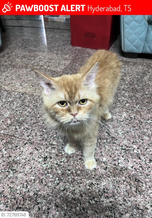 Lost Male Cat last seen Masjid e Akthar, Hyderabad, TS 500048
