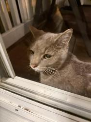 Found/Stray Female Cat last seen Dee& Golf, Niles, IL 60714