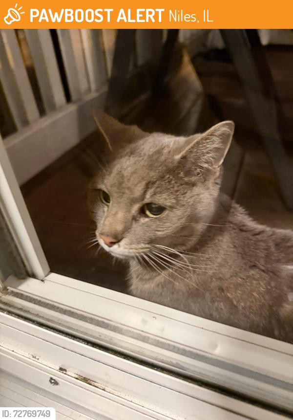 Found/Stray Female Cat last seen Dee& Golf, Niles, IL 60714