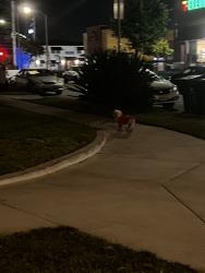 Found/Stray Unknown Dog last seen Century Boulevard and Felton Avenue, Inglewood, CA 90304