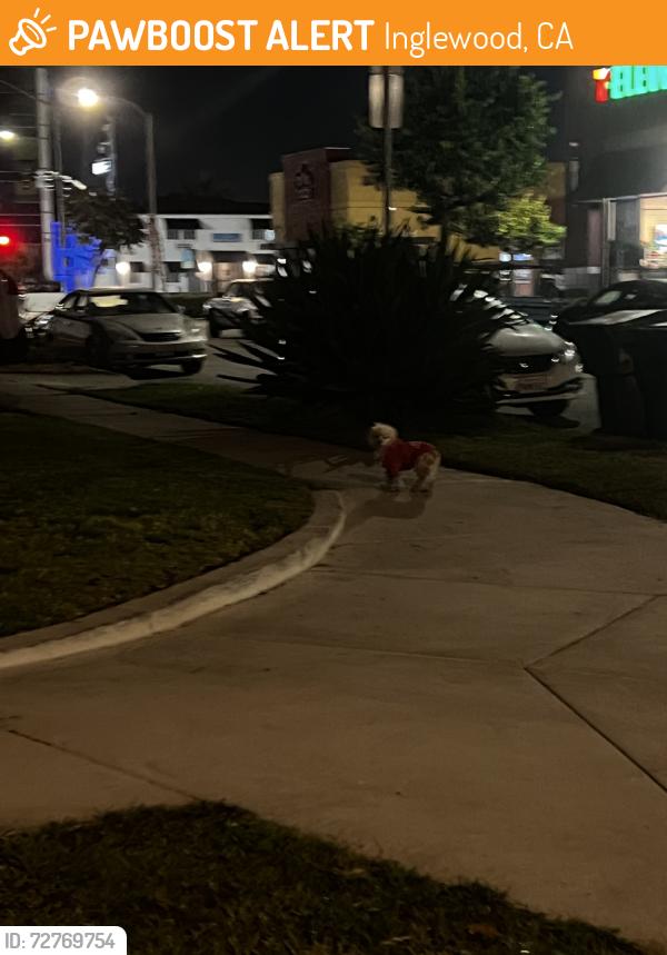 Found/Stray Unknown Dog last seen Century Boulevard and Felton Avenue, Inglewood, CA 90304