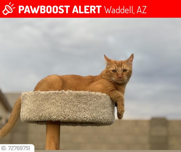 Lost Male Cat last seen Olive Ave/Cotton Ln, Waddell, AZ 85355