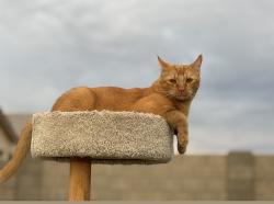 Lost Male Cat last seen Olive Ave/Cotton Ln, Waddell, AZ 85355