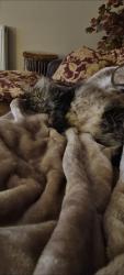 Lost Female Cat last seen Toledo Rd, SS1 2DW, Southend-on-Sea, England SS1