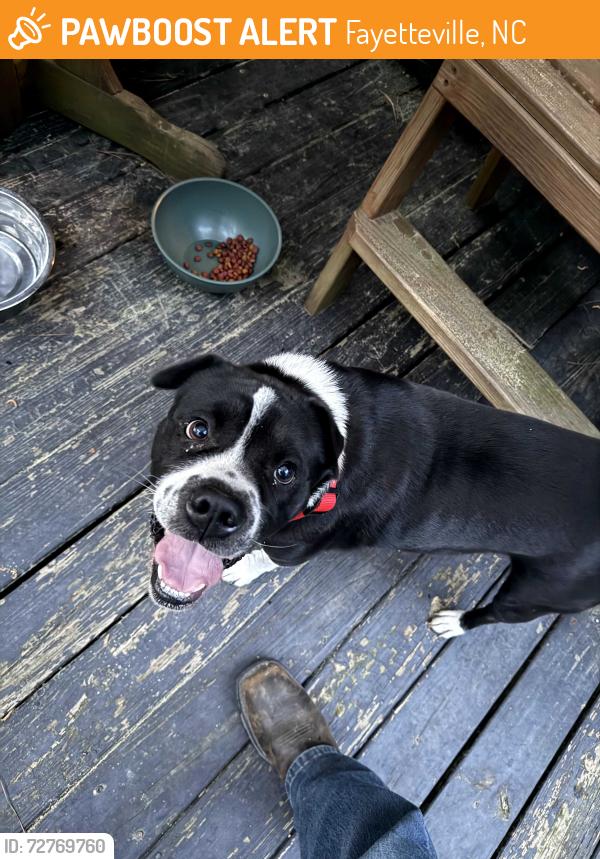 Found/Stray Male Dog last seen River road in Fayetteville near a dirt road, Fayetteville, NC 28301