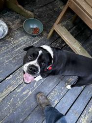 Found/Stray Male Dog last seen River road in Fayetteville near a dirt road, Fayetteville, NC 28301