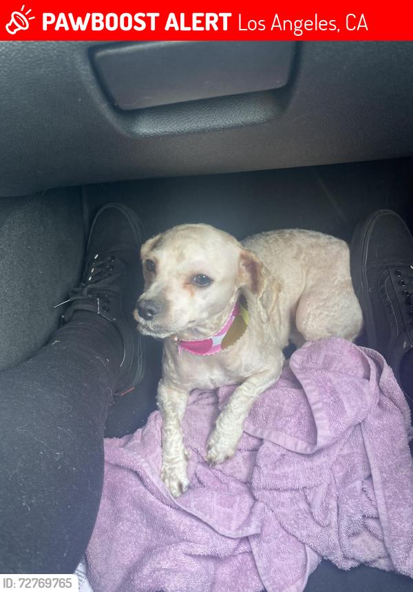 Lost Female Dog last seen Imperial hwy , Los Angeles, CA 90059