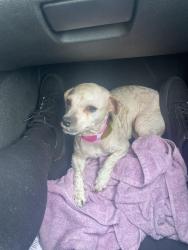 Lost Female Dog last seen Imperial hwy , Los Angeles, CA 90059