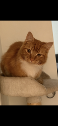 Lost Male Cat last seen By the metro petrol station , Glenroy, VIC 3046