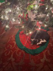 Lost Female Cat last seen City Lake , Rocky Mount, NC 27804