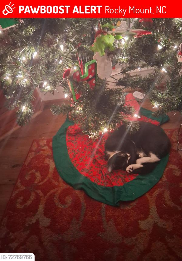 Lost Female Cat last seen City Lake , Rocky Mount, NC 27804