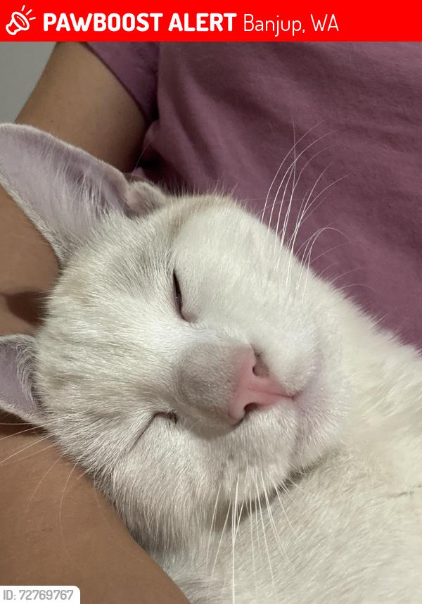 Lost Male Cat last seen Cockburn shopping centre , Banjup, WA 6164