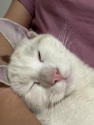 Lost Male Cat last seen Cockburn shopping centre , Banjup, WA 6164