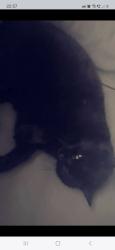 Lost Female Cat last seen Limpsfield rd sanderstead Recreation ground, Limpsfield Rd, England CR2 9EA