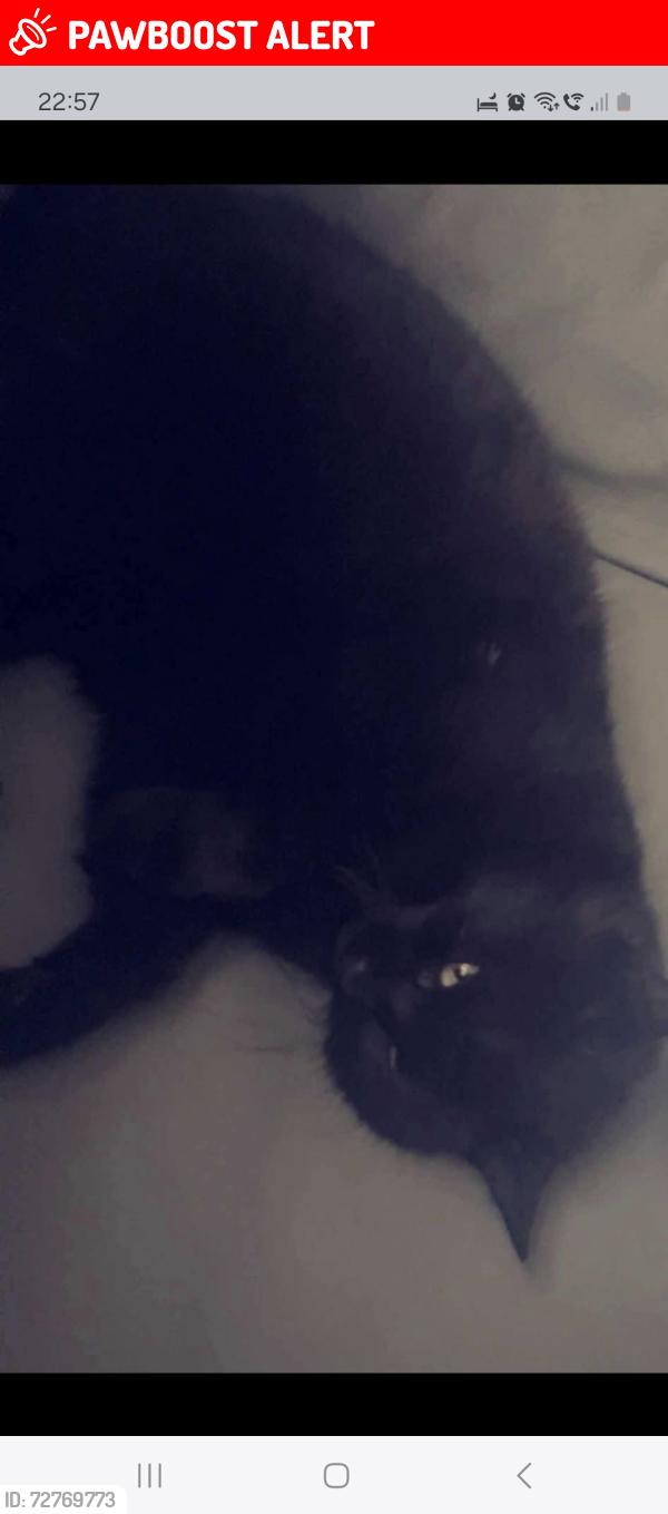 Lost Female Cat last seen Limpsfield rd sanderstead Recreation ground, Limpsfield Rd, England CR2 9EA