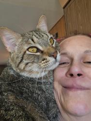 Lost Male Cat last seen S 12th, Expressway, Bismarck, ND 58504