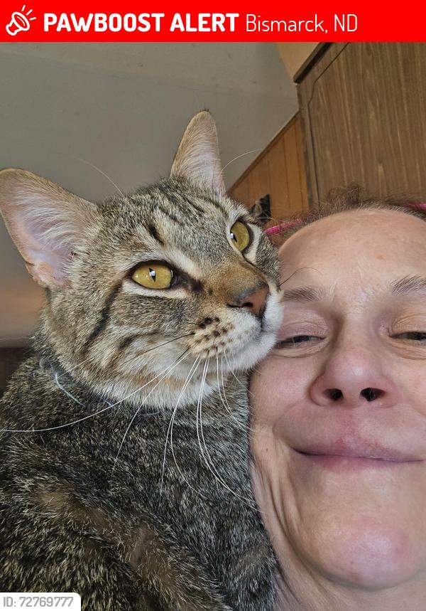 Lost Male Cat last seen S 12th, Expressway, Bismarck, ND 58504