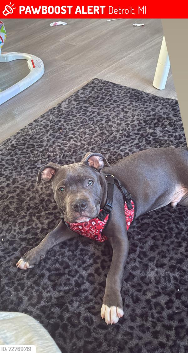 Lost Male Dog last seen Washburn and McNichols , Detroit, MI 48221