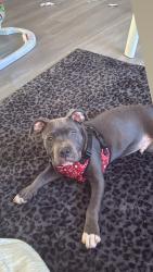 Lost Male Dog last seen Washburn and McNichols , Detroit, MI 48221