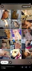 Lost Male Dog last seen Washtub willys, Milton-Freewater, OR 97862