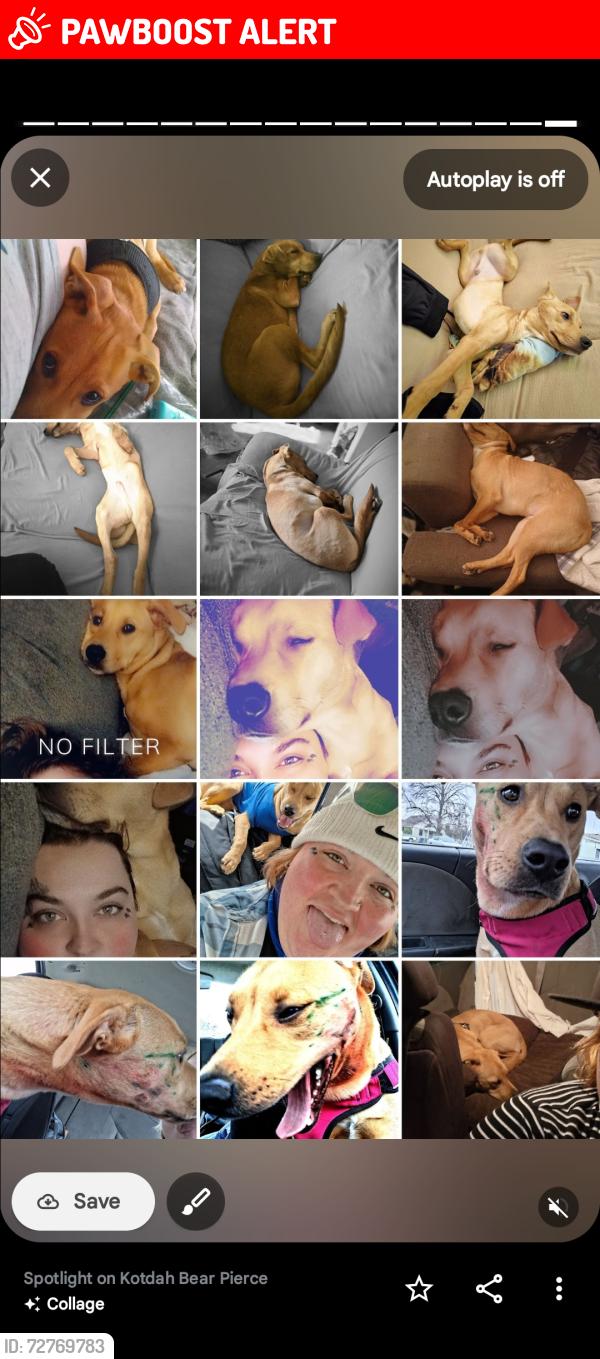Lost Male Dog last seen Washtub willys, Milton-Freewater, OR 97862