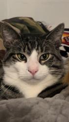 Lost Male Cat last seen Near n Carlton Avenue saw , Billings, MT 59101
