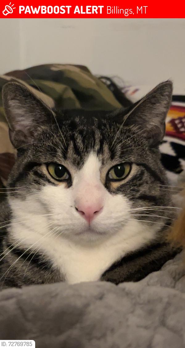 Lost Male Cat last seen Near n Carlton Avenue saw , Billings, MT 59101