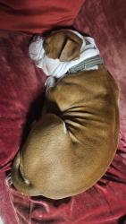 Found/Stray Male Dog last seen  Found 3600 Hixson Pike  , Chattanooga, TN 37415