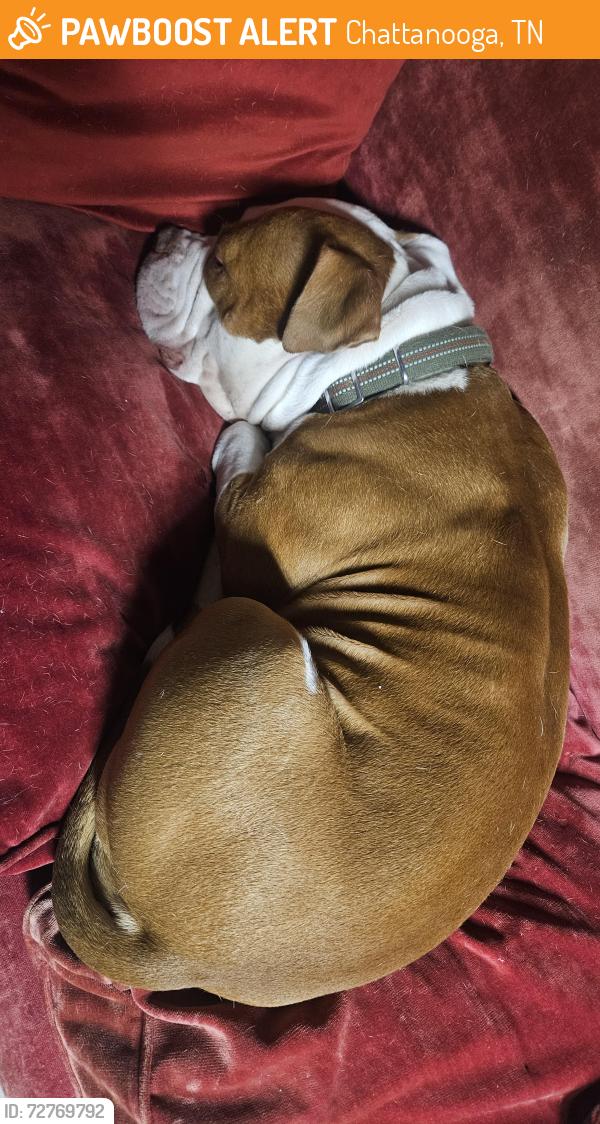 Found/Stray Male Dog last seen  Found 3600 Hixson Pike  , Chattanooga, TN 37415