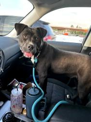 Found/Stray Female Dog last seen Near and  Barberville rd. Fort Mill , Fort Mill, SC 29707