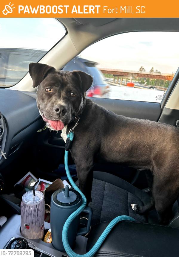 Found/Stray Female Dog last seen Near and  Barberville rd. Fort Mill , Fort Mill, SC 29707