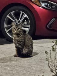 Found/Stray Unknown Cat last seen W. Hillsborough ave and e. Longboat, Tampa, FL 33615