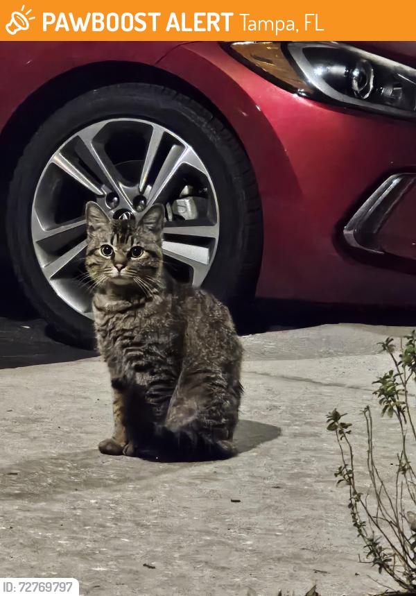 Found/Stray Unknown Cat last seen W. Hillsborough ave and e. Longboat, Tampa, FL 33615