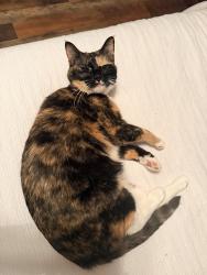 Lost Female Cat last seen Midland Trail and Karo Rd, Bell Buckle, TN 37020