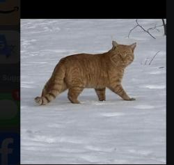 Found/Stray Male Cat last seen River road Tewksbury, Tewksbury, MA 01876