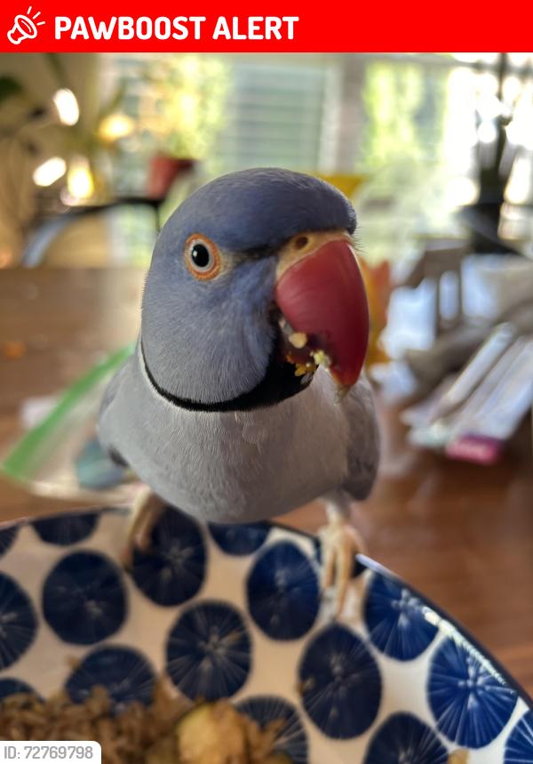 Lost Male Bird last seen Avalon mist circle and sir Calvert ct, Dardenne Prairie, MO 63368