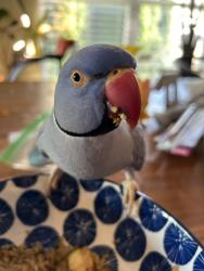 Lost Male Bird last seen Avalon mist circle and sir Calvert ct, Dardenne Prairie, MO 63368