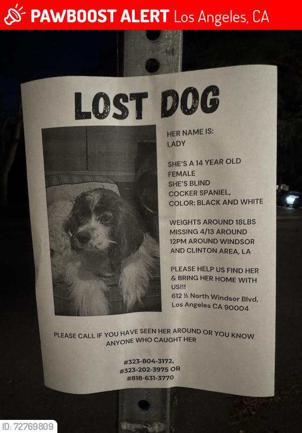 Lost Female Dog last seen Windsor and Clinton ave, Los Angeles, CA 90004