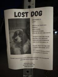 Lost Female Dog last seen Windsor and Clinton ave, Los Angeles, CA 90004