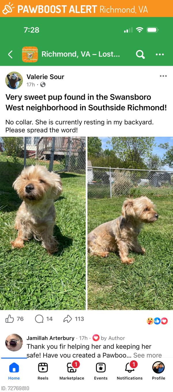 Found/Stray Female Dog last seen Route 60, Richmond, VA 23224