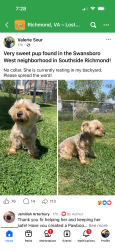 Found/Stray Female Dog last seen Route 60, Richmond, VA 23224
