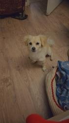 Lost Male Dog last seen 7th st and Broadway , Phoenix, AZ 85001